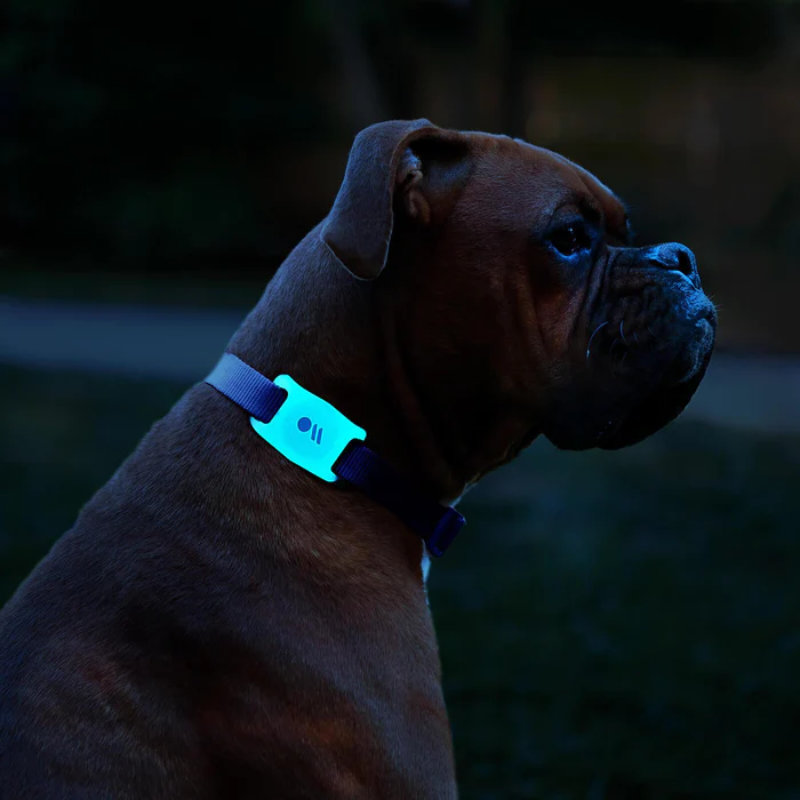 Case-Mate Dog Collar Mount - Etui z mocowaniem do obroży do Apple AirTag (świecące w ciemności)